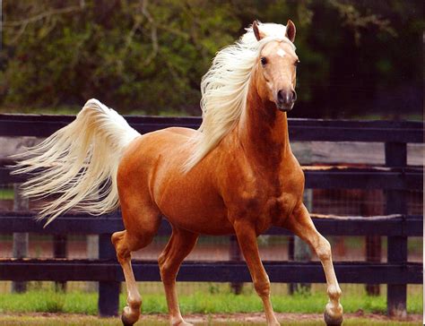 Palomino Horse Photos, Images & Pictures